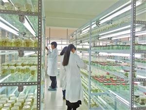 "三保奇花"生物农药俏销海外